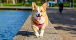 The Top Pet Products From Wayfair For Your Furry Pal